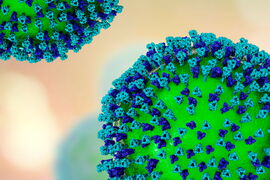 Ein Virus, das Infektionen in der Schwangerschaft auslösen kann